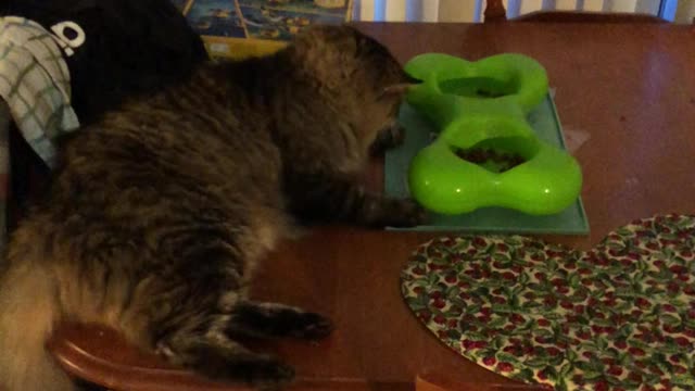 Lazy cat Lying down and eating
