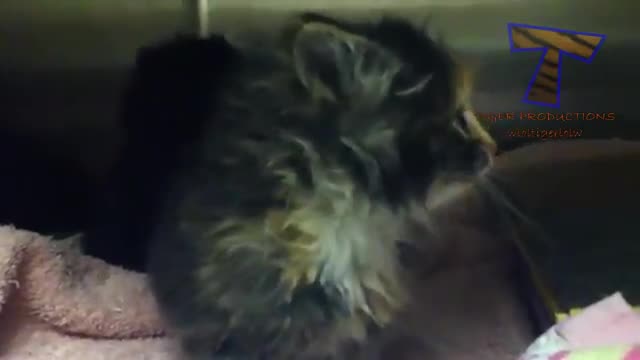 Little kittens mewoing cute cat funny moments