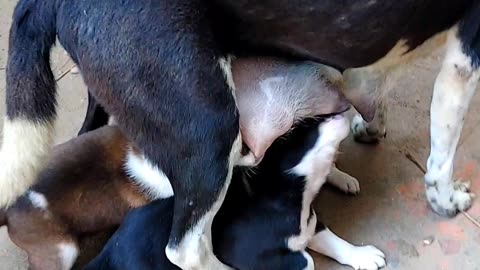 Puppy milking scene