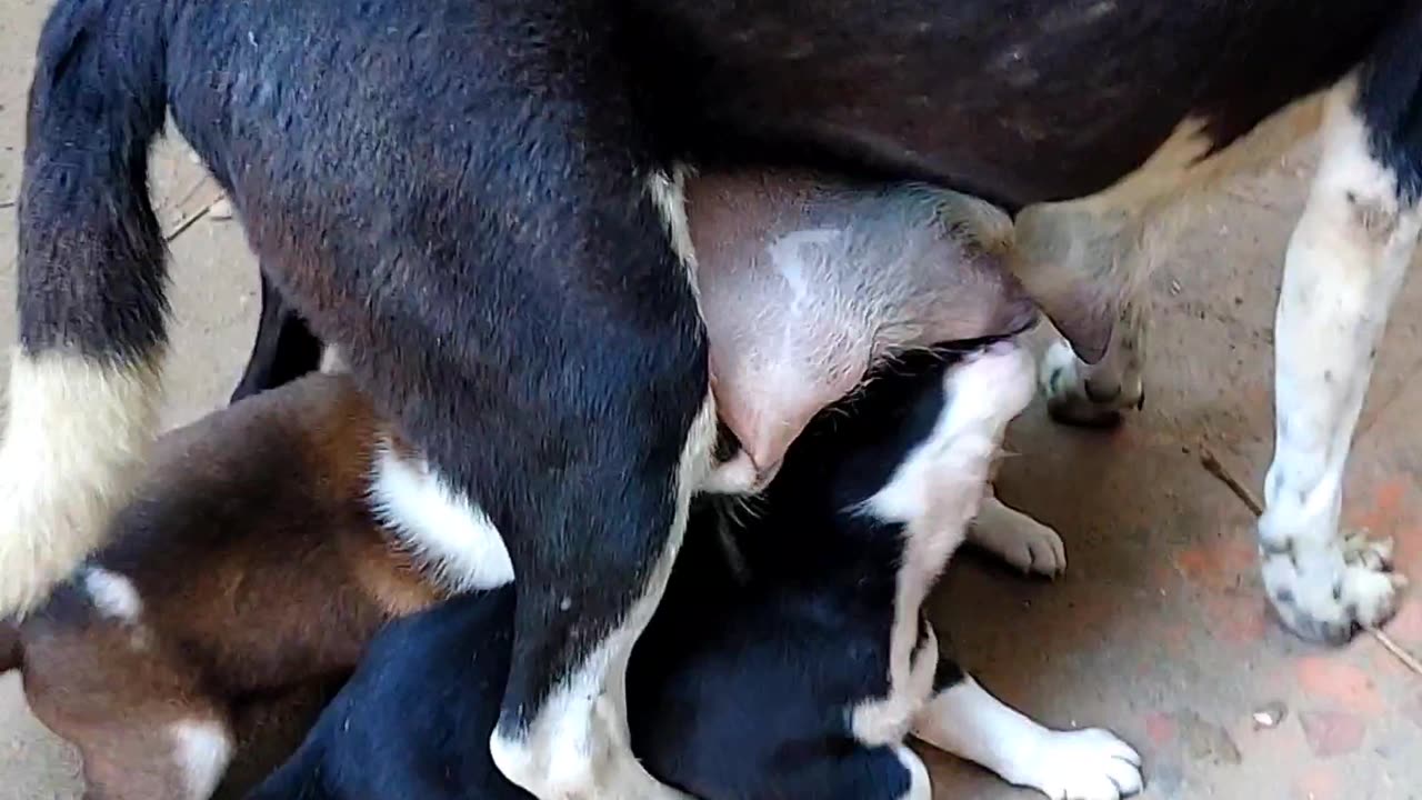 Puppy milking scene