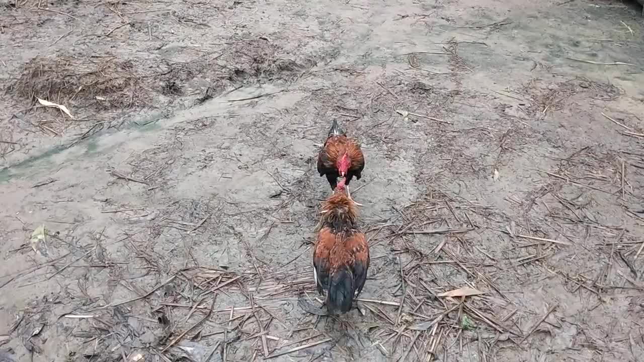 Village Hen Fight