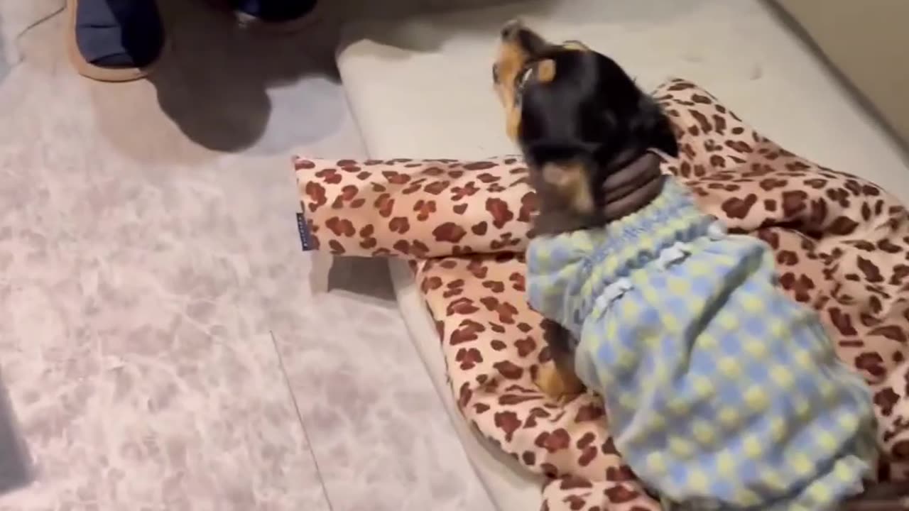 Hanachan won't sleep if Papa Yoshi is not coming with her