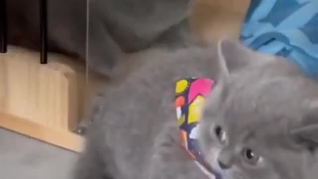 Cute and Funny Cat Videos 2021