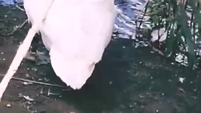 swans and their babies