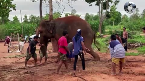 Record elephant animals without urine points in the whole process