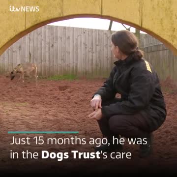 Kevin ayuda tanto a su dueña discapacitada que hasta aprendió a lavar la ropa