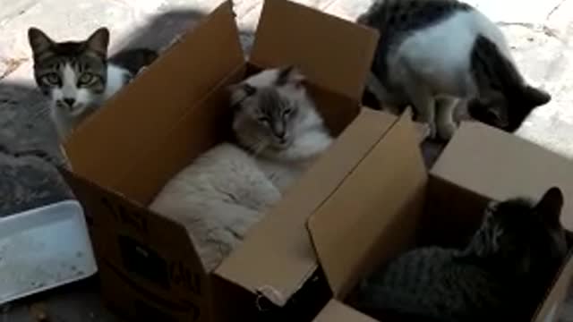 kittens playing in their box