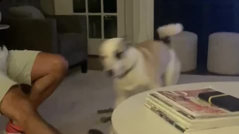 Hyper puppy