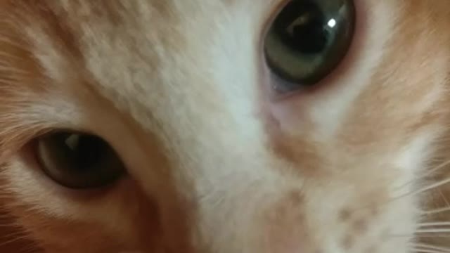 Kitten Sniffs Phone