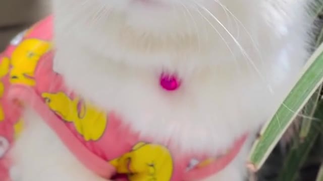 Funny video cats Beautifully cat video