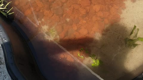 Plants planted in pond