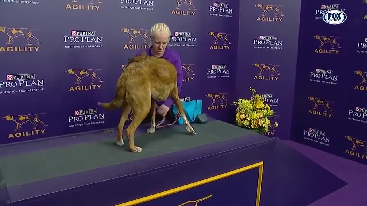 Watch 5 of the best WKC dog show moments to celebrate national puppy day |FOX SPORTS