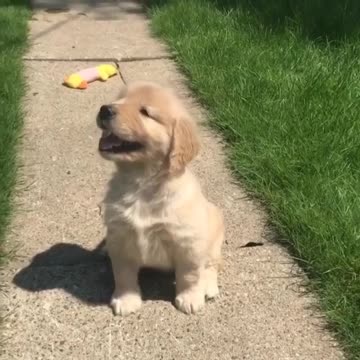 I just like to know puppies cute viral