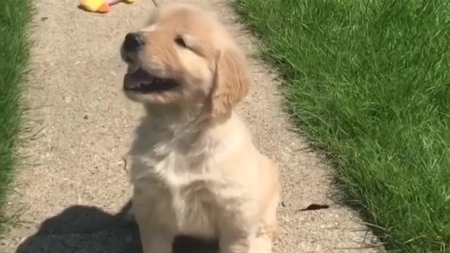 I just like to know puppies cute viral