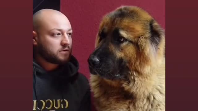 Dog reaction 😂😂 for boy most funny 😂😂😂