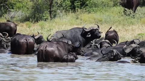 African Cape Buffalo herd in water.