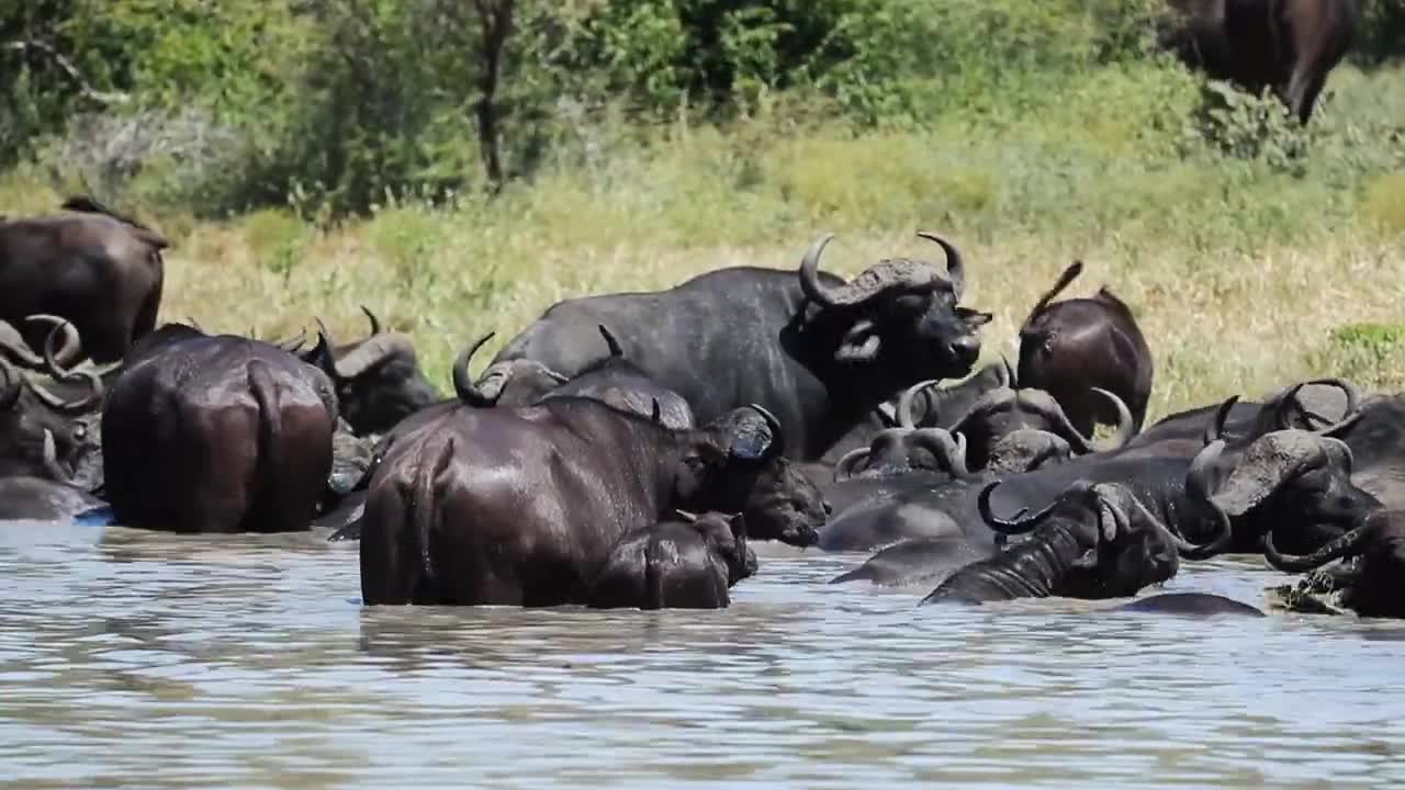 African Cape Buffalo herd in water.