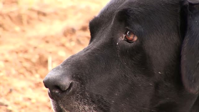 old labrador retriever