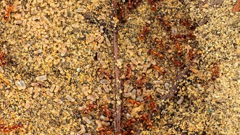 Red ants with ant eggs / Red ants near a river.