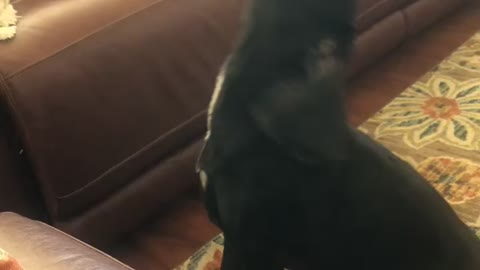BoBo Howling
