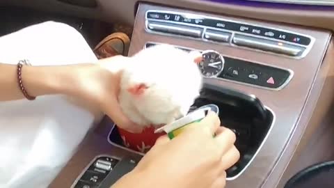 Puppies like to drink yogurt