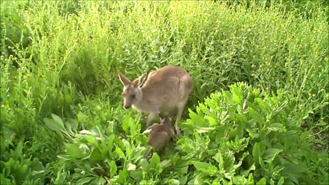 Baby Kangaroos & Joeys - CUTEST Compilation