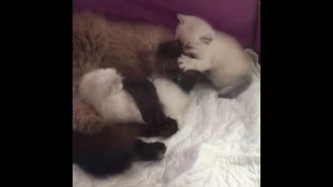 Mother cat washes her cute kittens