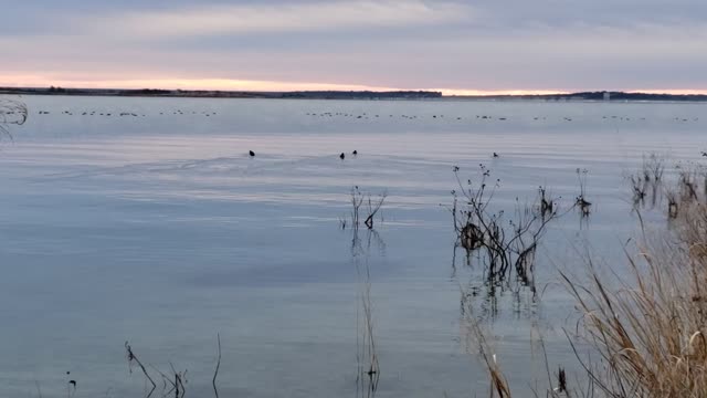 A Row of Ducks Join the Others