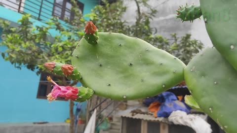 Cactus plant|catctus fruit|prickly pear