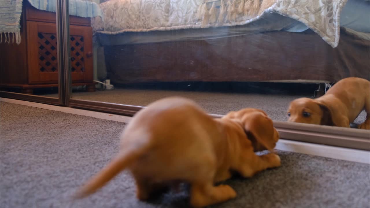 Funniest Pet Dog Plays With His Reflection In The Mirror (CUTE)