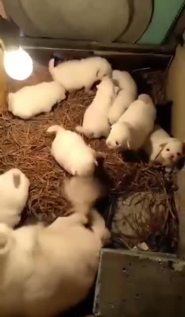 How are small dogs cared for ???