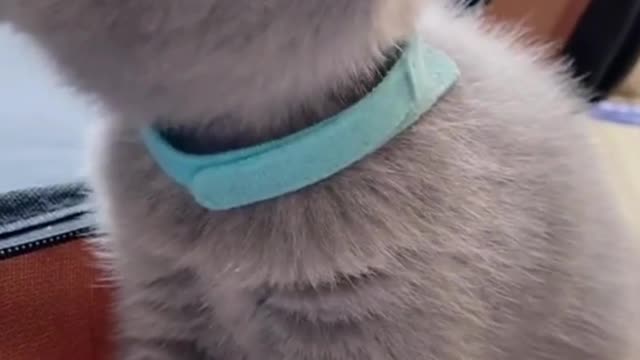 Weaned kitten