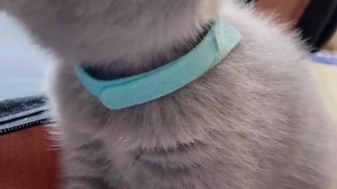 Weaned kitten