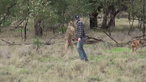 HOMEM DÁ SOCO EM CANGURÚ PARA SALVAR O CACHORRO