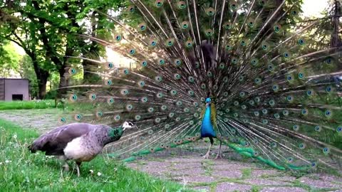 Peacock showing its beautiful wing to attract its partner