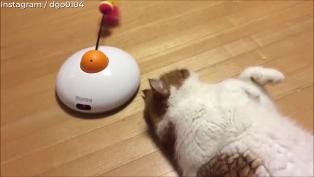 Cat Doesn't Care