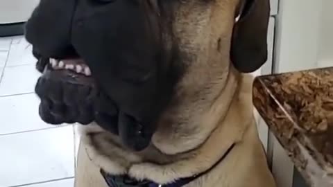 Funny dog