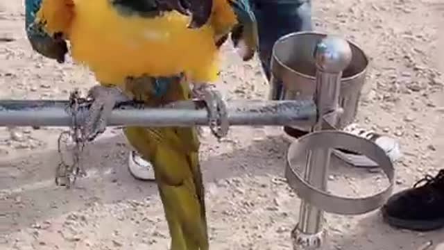 Lovely and Funny Animals Cute Parrot and Funny Parrot video Clip 2021 30