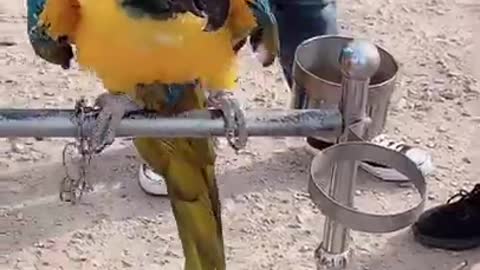 Lovely and Funny Animals Cute Parrot and Funny Parrot video Clip 2021 30