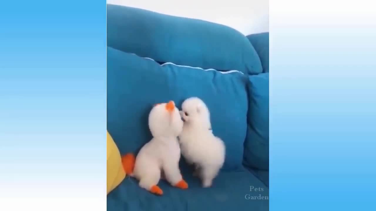 cute puppies kissing and hugging