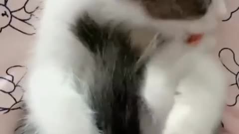 Kitten licks its feet