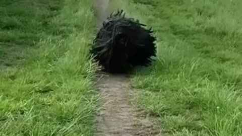 Does anyone know what this animal is !