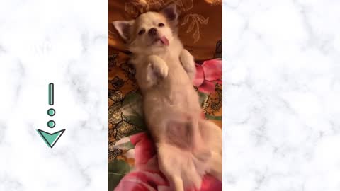 funny dog