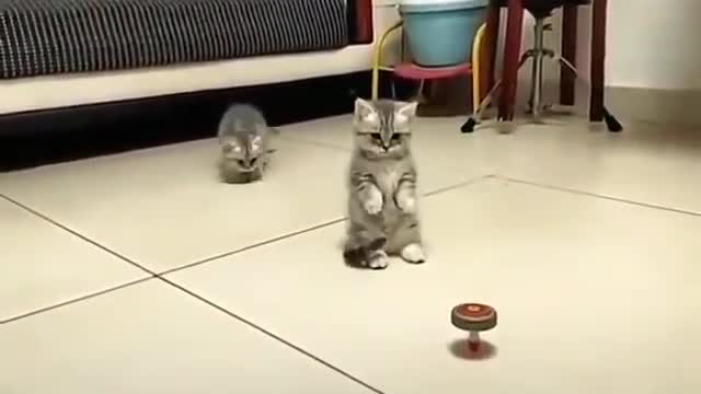 little tiny kittens