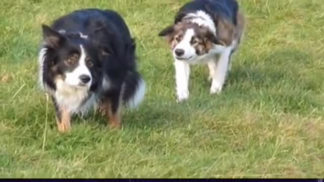 The dog is still willing to believe that love is a happy thing