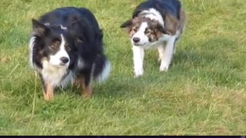 The dog is still willing to believe that love is a happy thing