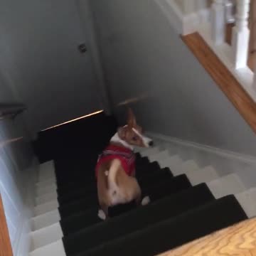 Perro olvida como usar las escaleras, camina marcha atrás