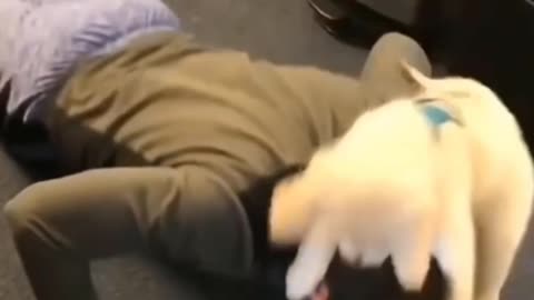 cute puppy is doing exercise