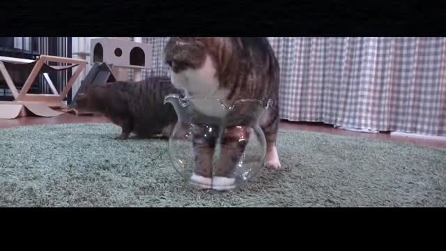 A cat is surprised to see another cat standing in a fish tank