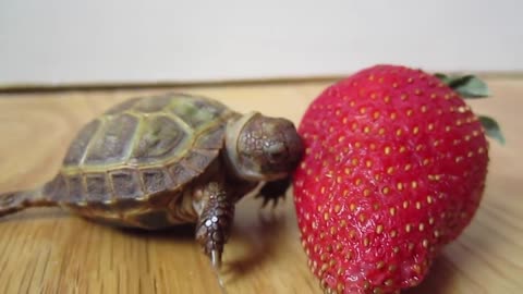 First Strawberry